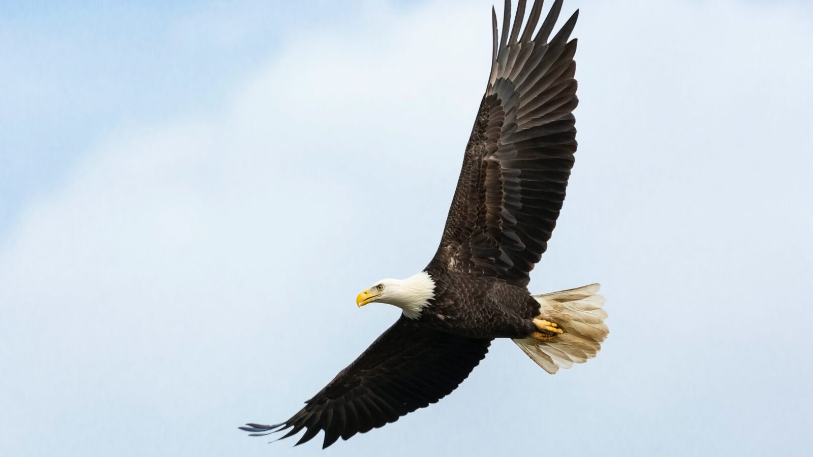 endangered species act bald eagle