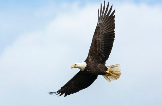 endangered species act bald eagle