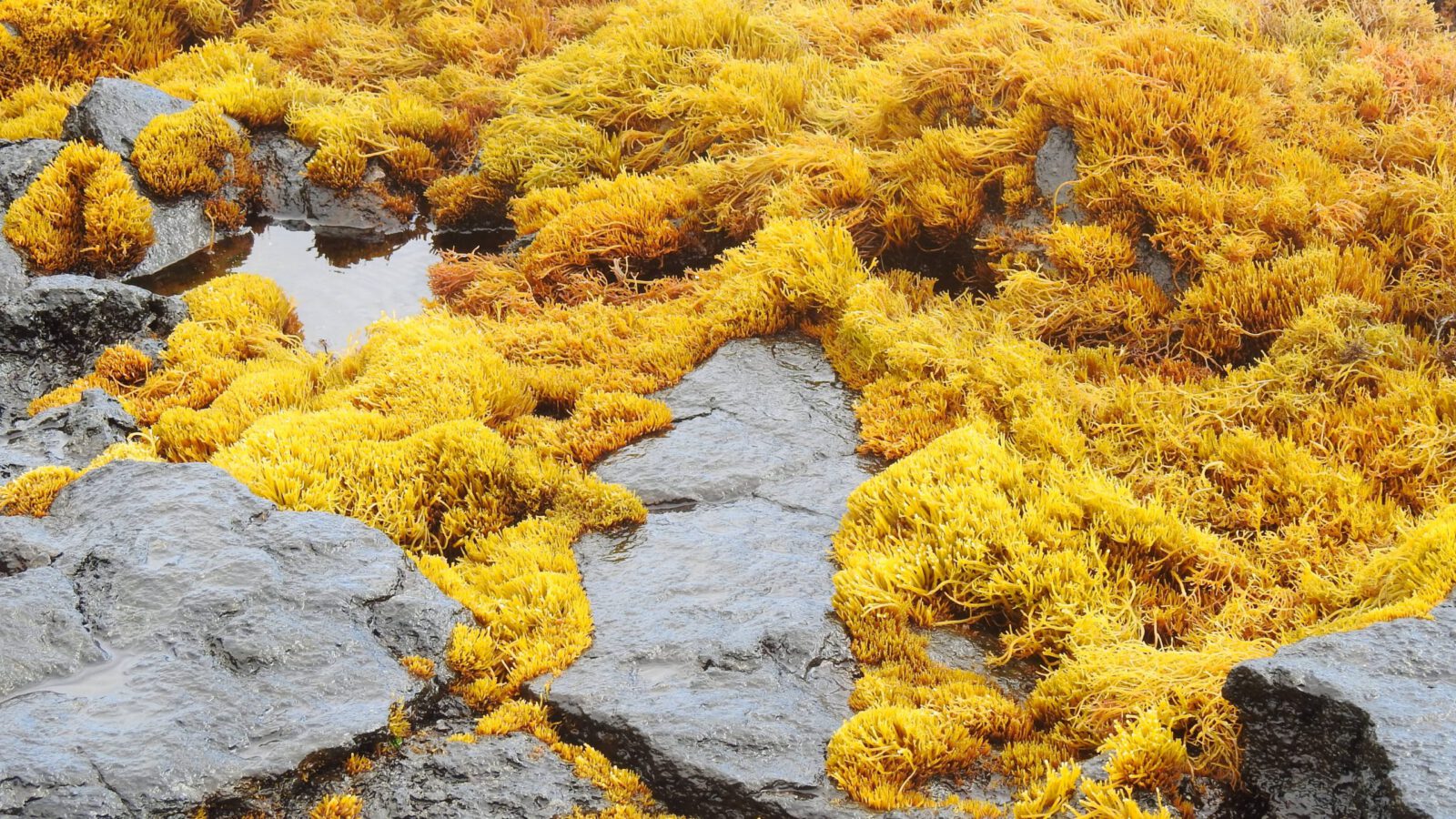 farming kelp to capture carbon