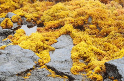 farming kelp to capture carbon